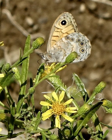 wall brown